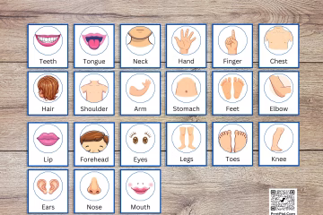 21 Small Body Parts Flashcards