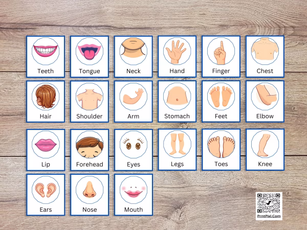 21 Small Body Parts Flashcards