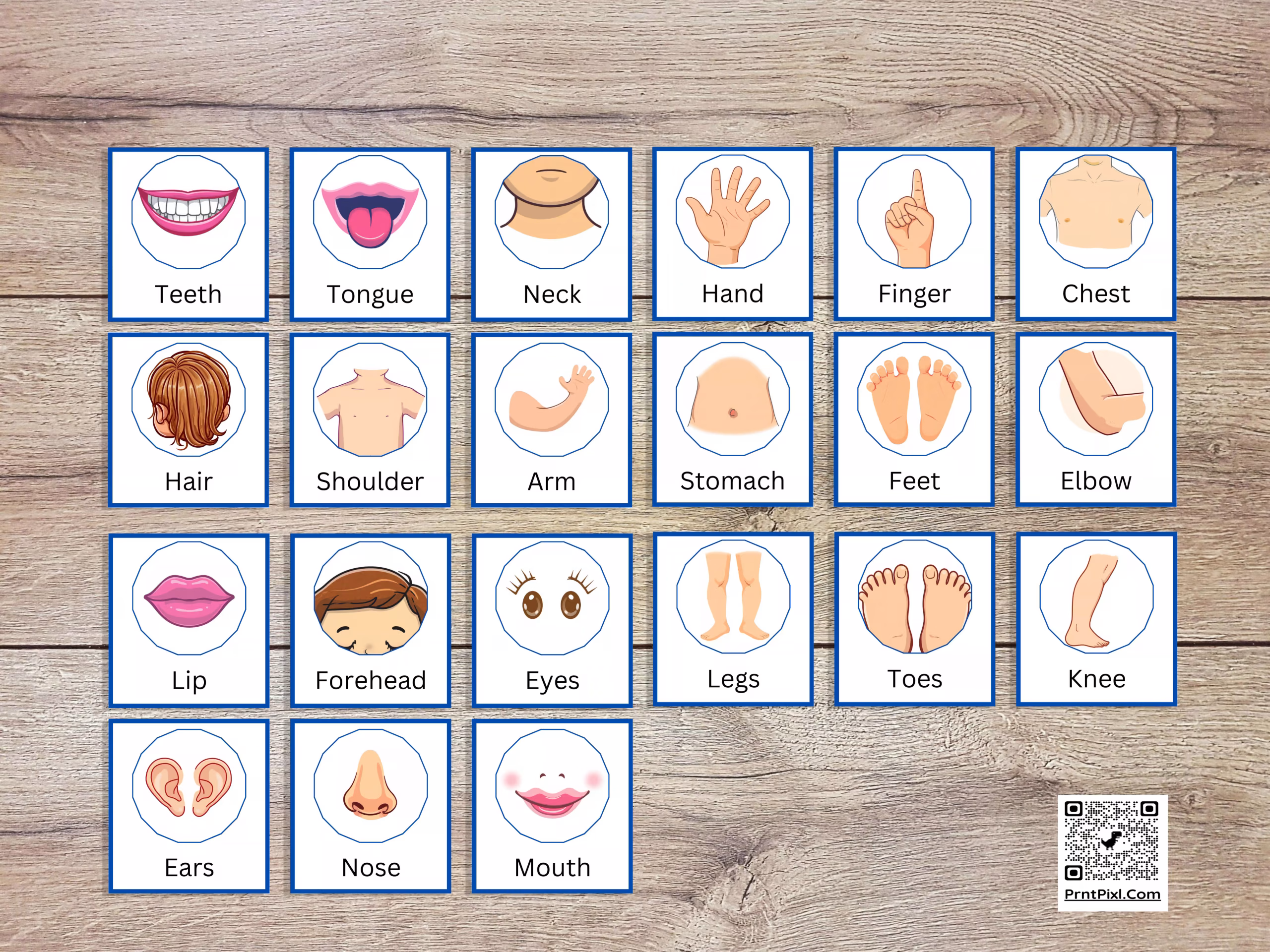 21 Small Body Parts Flashcards