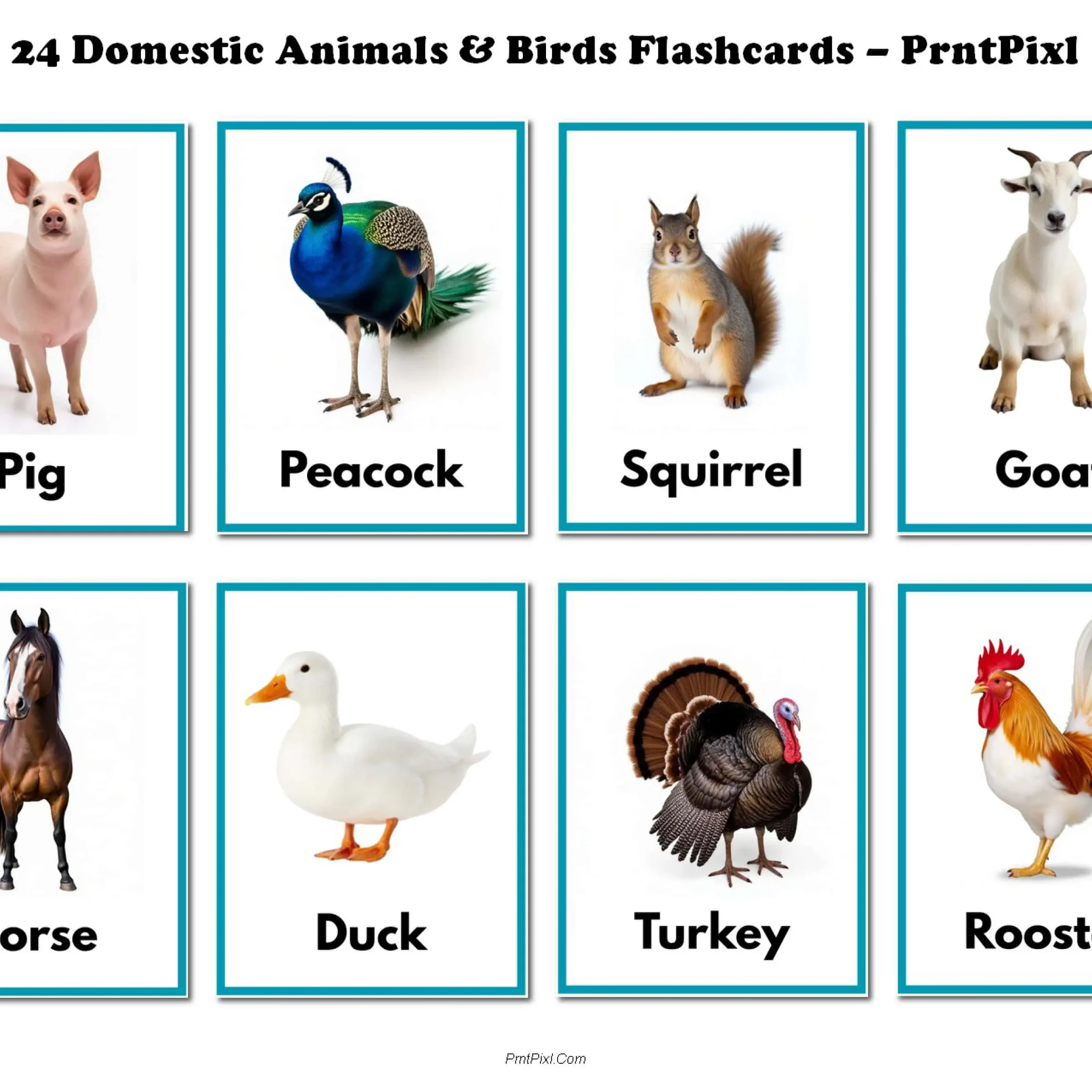 24 Animal Bird Flashcards for Kids Preschool Printable