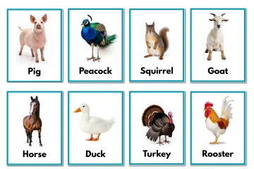 24 Animal Bird Flashcards for Kids Preschool Printable