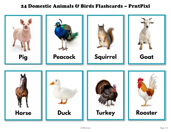 24 Animal Bird Flashcards for Kids Preschool Printable