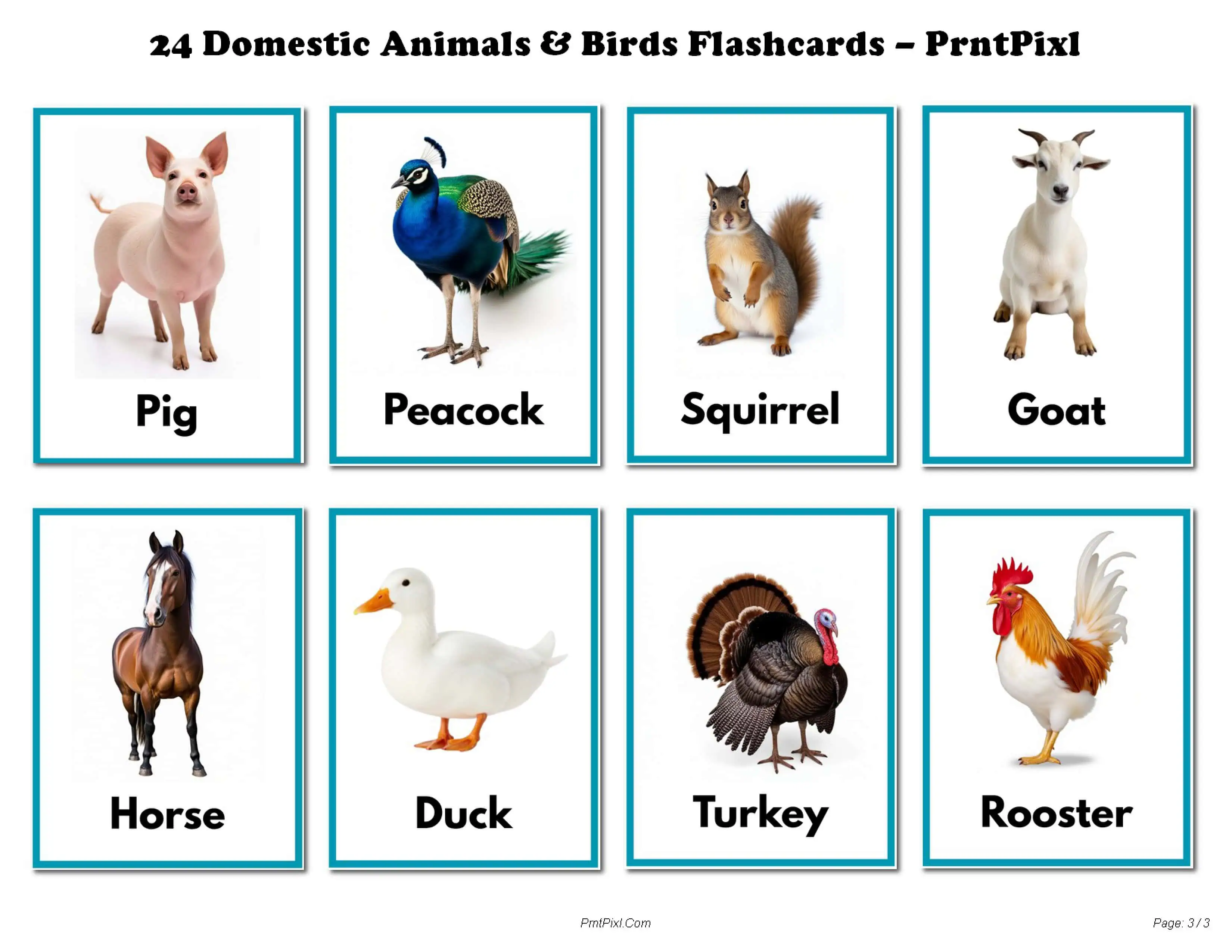 24 Animal Bird Flashcards for Kids Preschool Printable