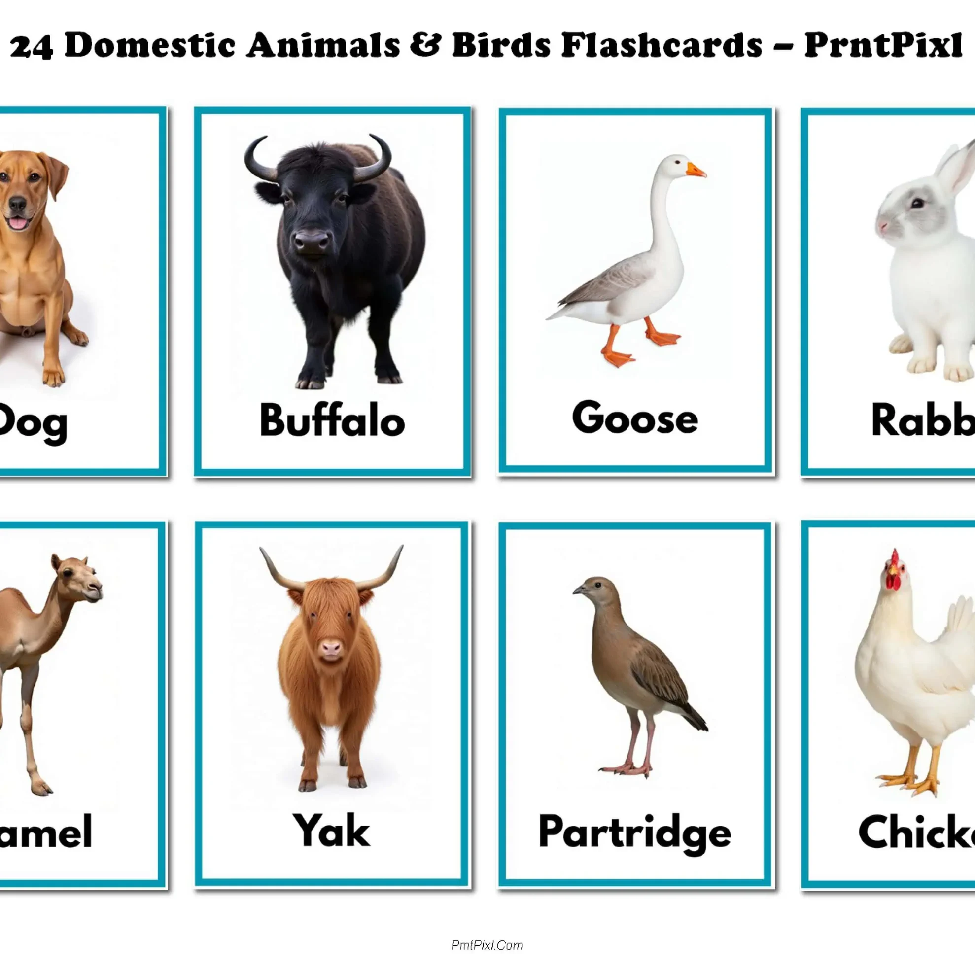 A4 Farm Animal Flashcards Real Photos Free PrntPixl