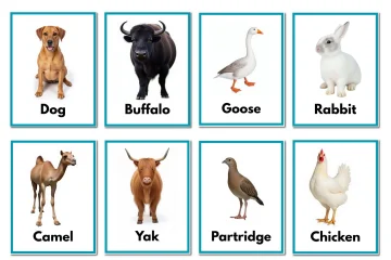 A4 Farm Animal Flashcards Real Photos Free PrntPixl