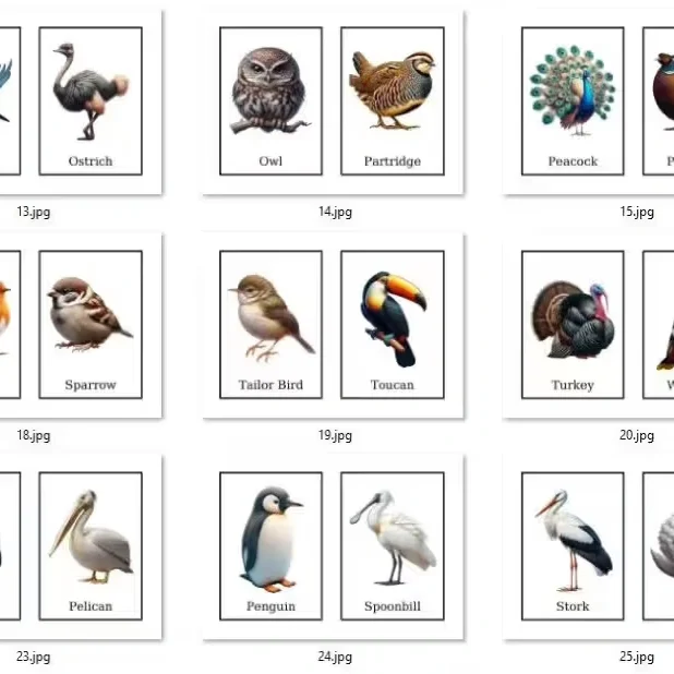 Birds Flash Cards for Kids