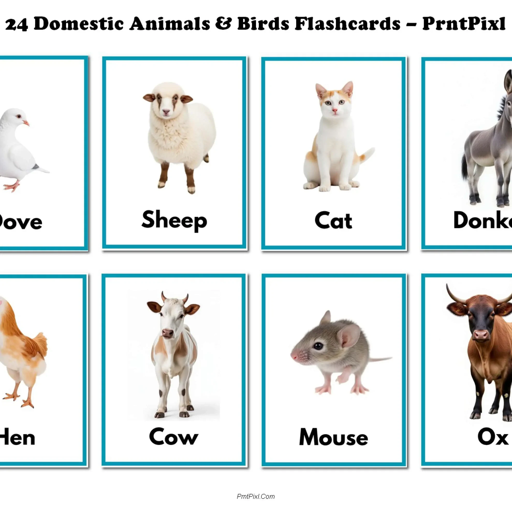 Domestic Animals Birds Learning Cards Toddlers PDF