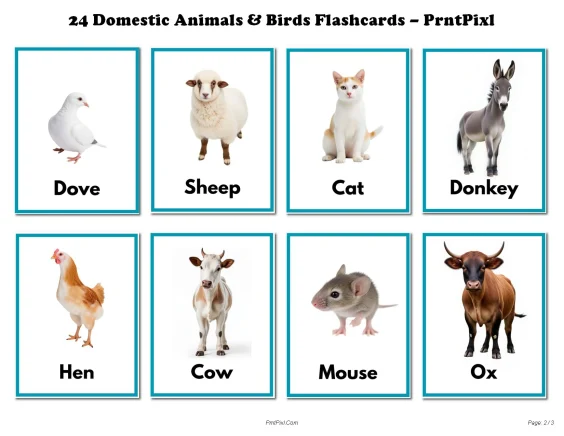 Domestic Animals Birds Learning Cards Toddlers PDF