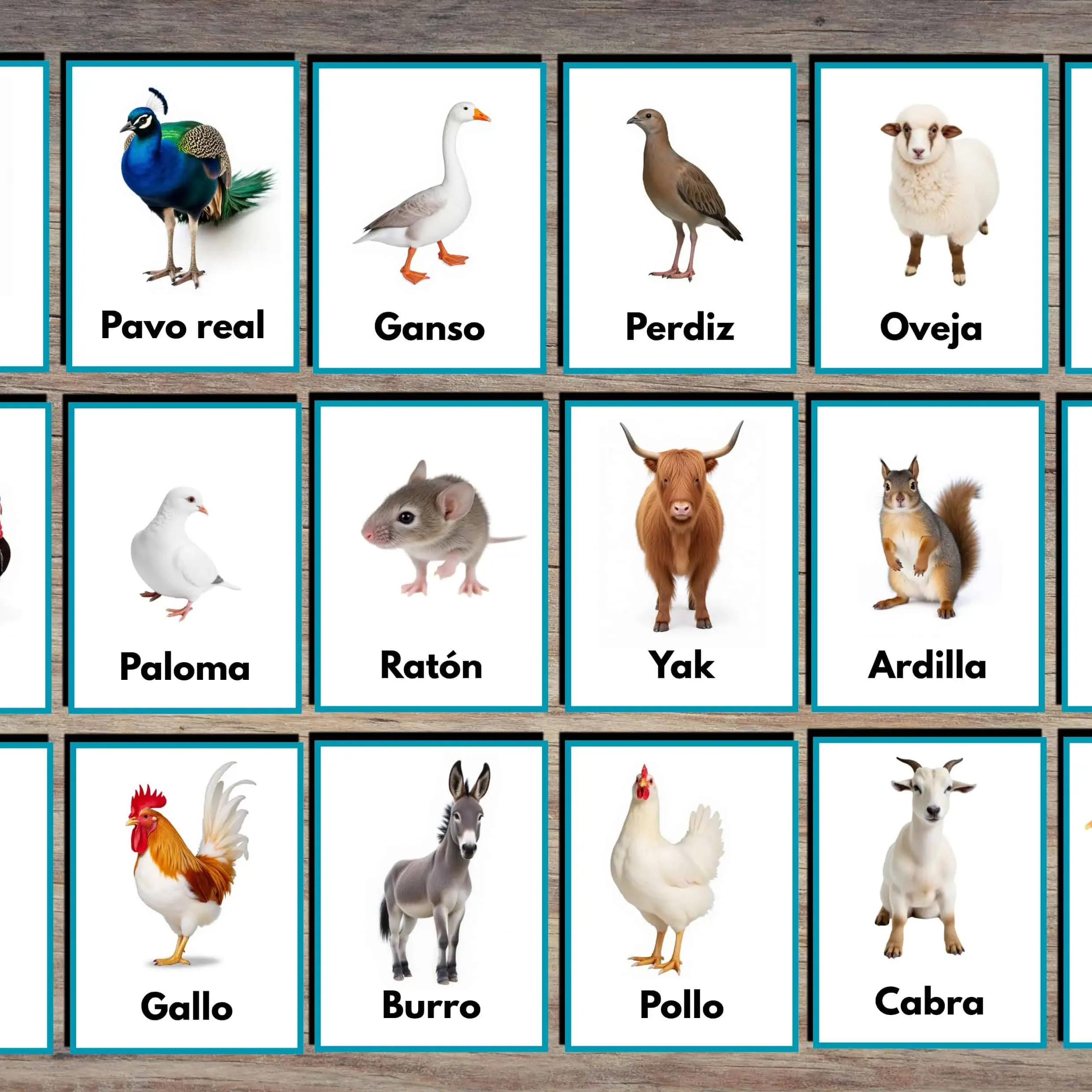 Domestic Animals Flashcards in Spanish