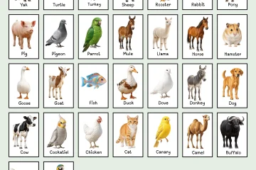 Free farm animals flashcards pdf free download