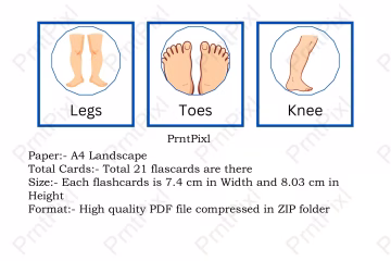 Human Body Flashcards