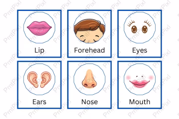 Human Body Parrts Flashcards