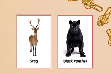 Kids Real Animals Flashcards