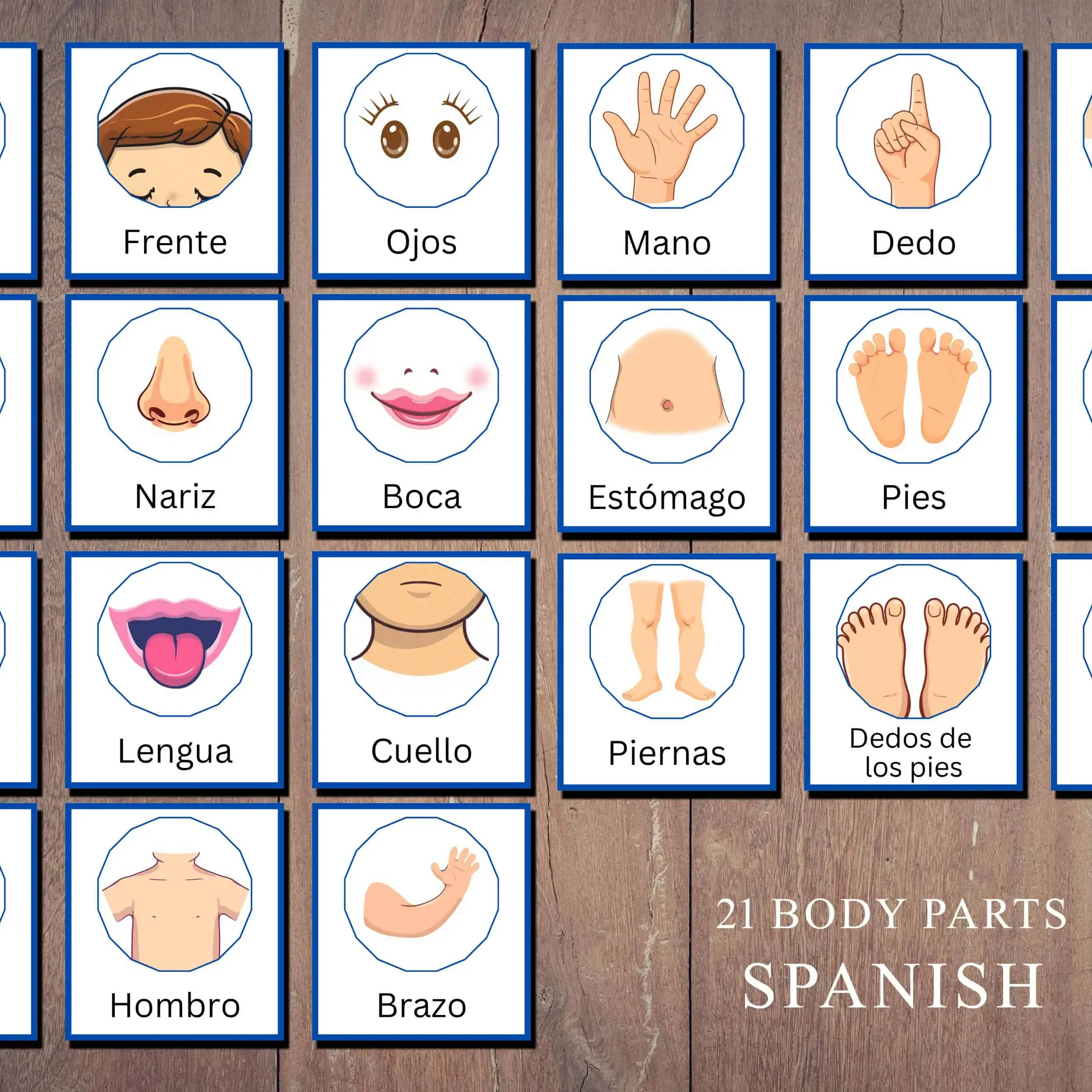 Printable Spanish Human Body Parts Cards for Children A4 Size