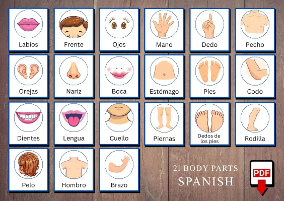 Printable Spanish Human Body Parts Cards for Children A4 Size