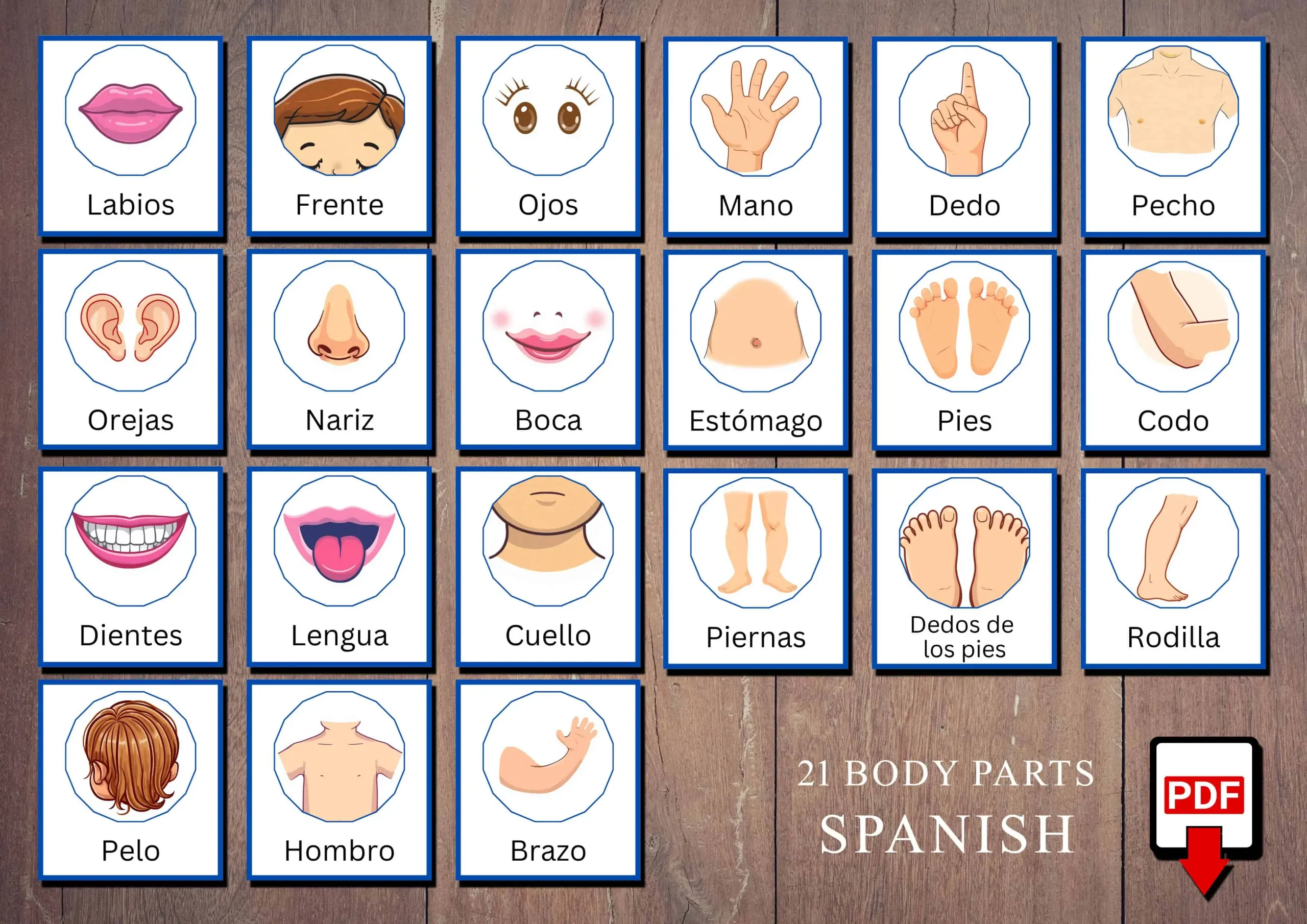 Printable Spanish Human Body Parts Cards for Children A4 Size