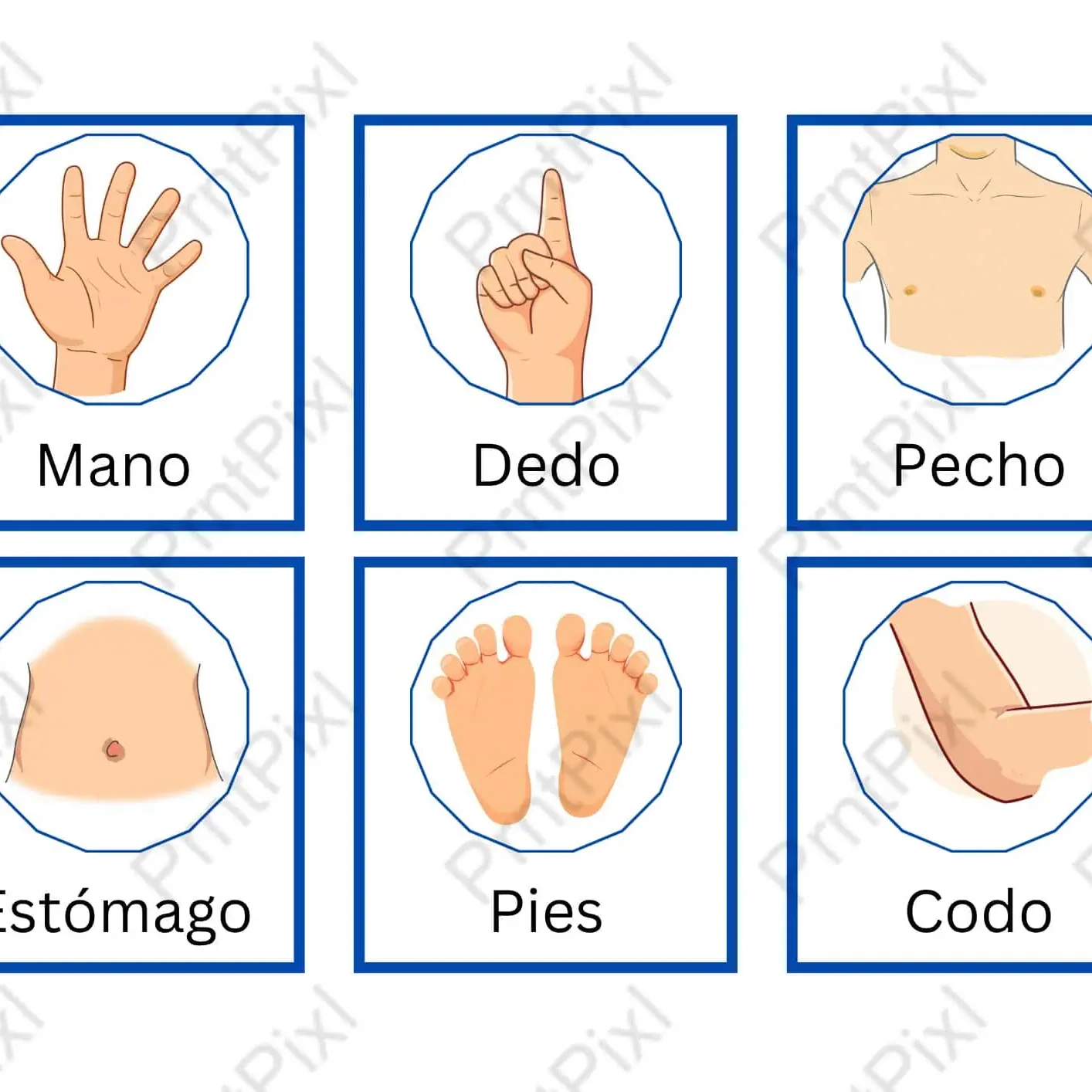 Spanish Body Parts Flashcards for Kids Printable PDF