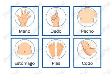 Spanish Body Parts Flashcards for Kids Printable PDF