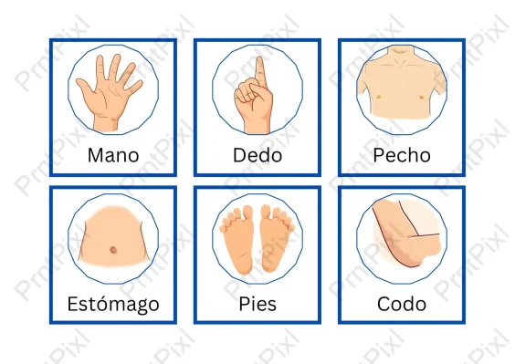 Spanish Body Parts Flashcards for Kids Printable PDF