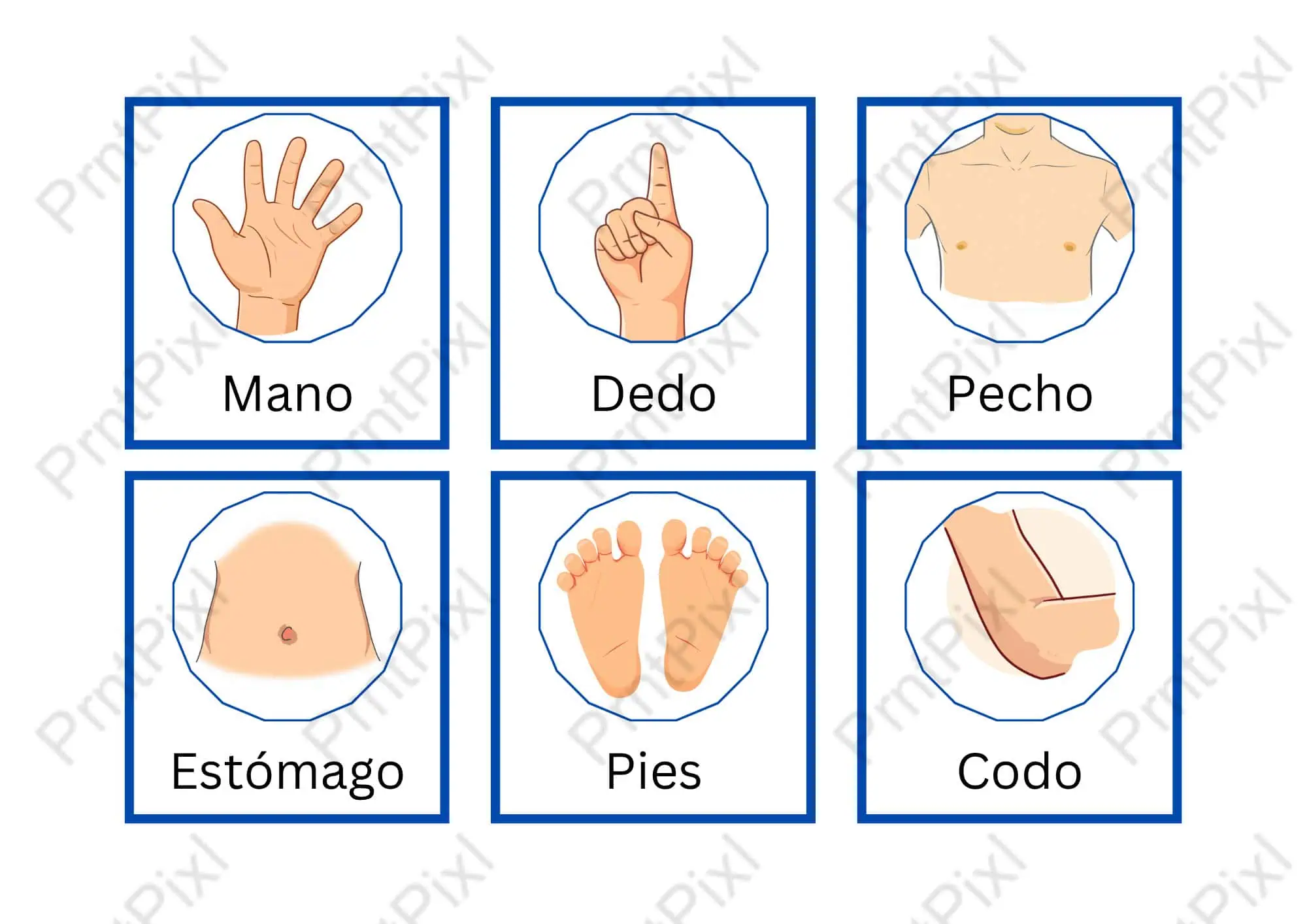 Spanish Body Parts Flashcards for Kids Printable PDF