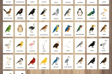 colorful bird flashcards educational printables for kids