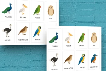 montessori nature study bird cards for classroom