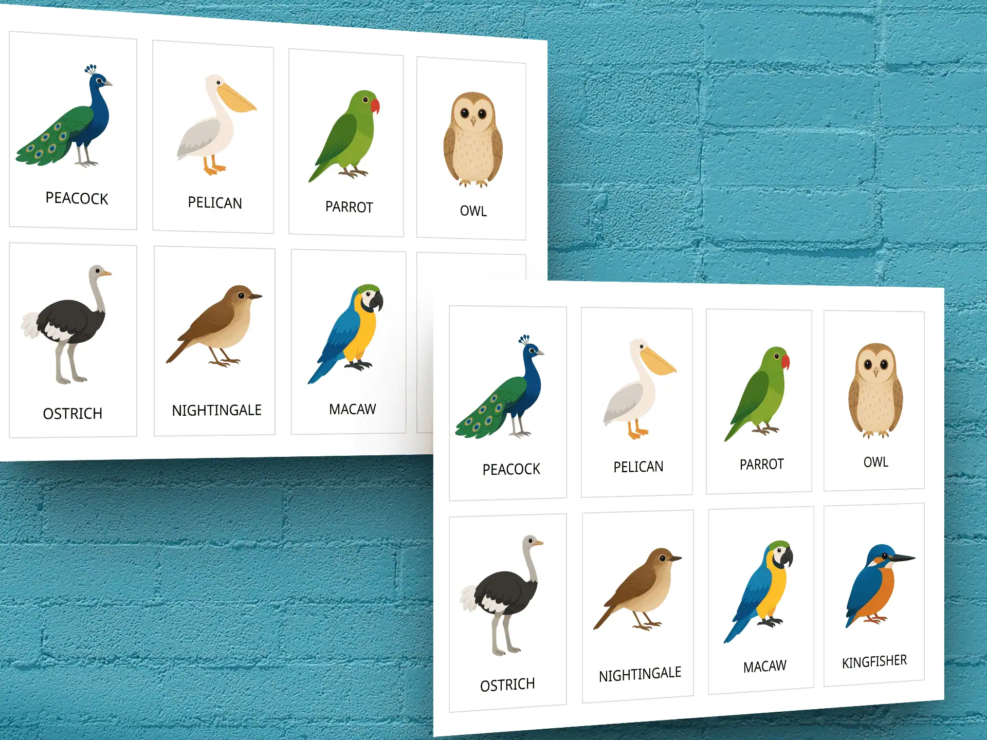 montessori nature study bird cards for classroom