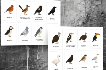 printable bird identification cards for toddlers age 3