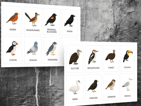 printable bird identification cards for toddlers age 3